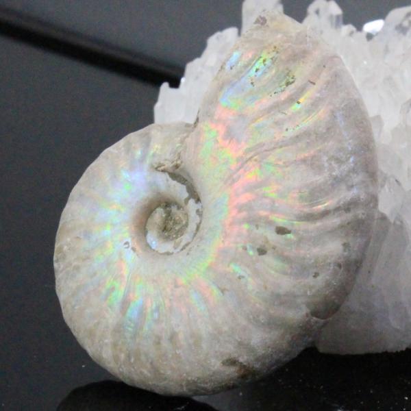 アンモナイト　化石　標本　古生物　98 白 アンモナイト 化石 【おすすめの逸品】 古生物 標本 アンモナイト