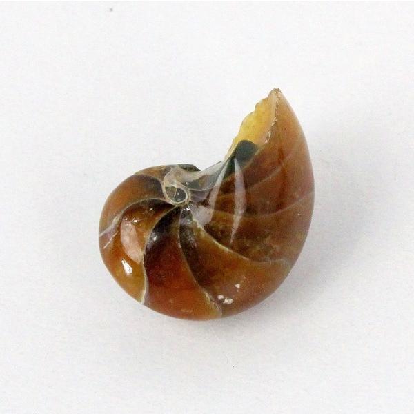 オウムガイ 化石 原石 Gemstone オウム貝 fossil 天然石