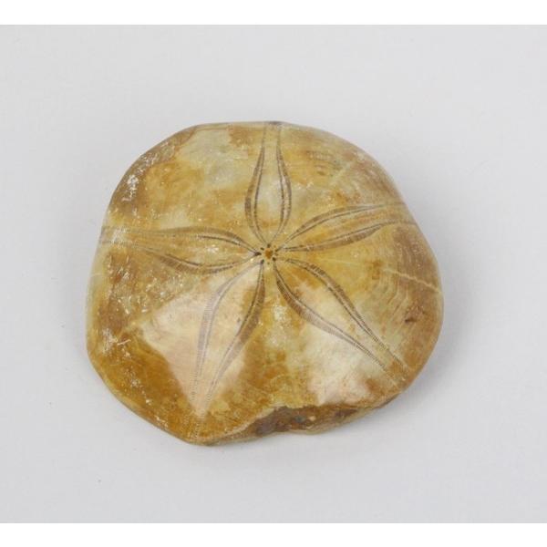 ヒトデ 化石 置物 Gemstone 珊瑚 Fossil 天然石 Buyee Buyee Japanischer Proxy Service Kaufen Sie Aus Japan
