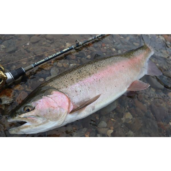 ツララ　ハーモニク　コローナ75 mltc-hx lunker-store_75mltc-hx