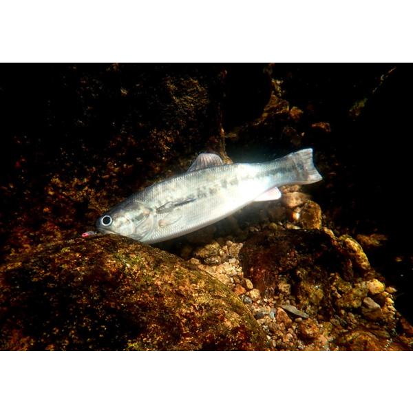 業界初バス型ソフトベイト