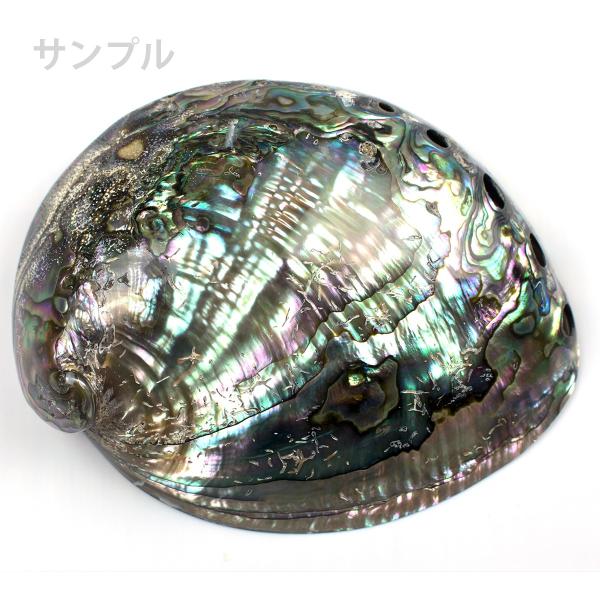 グリーンアバロン　アワビ　貝殻　アバロンシェル　790g 約21×17cm グリーンアバロン・クジャクアワビ・孔雀鮑・アバロニ 約14cm