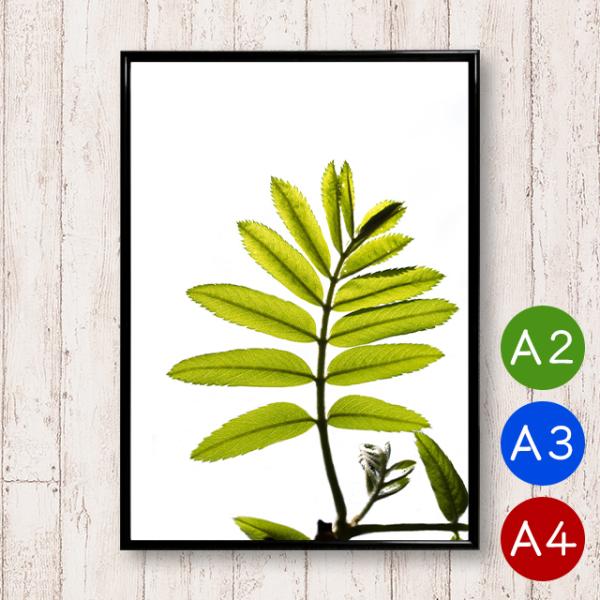 A2/A3/A4ポスター 青葉の植物ポスター インテリア 植物 自然 写真