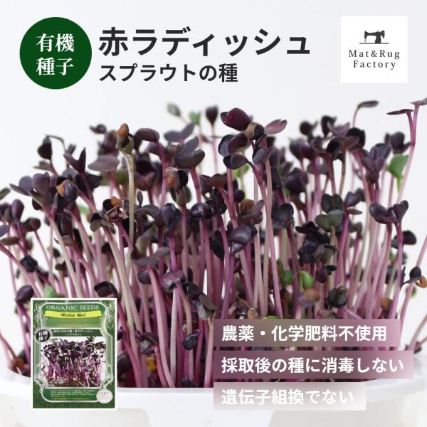 ビタミンA・Cが豊富な、赤い色合いが楽しいスパイシーなスプラウトです。種まきから3〜14日ほどで収穫開始できます。室内で気軽に栽培を楽しめます。播種適期は周年で一年中収穫をお楽しみいただけます。また、【カイワレ型】の育て方で収穫ができます。...