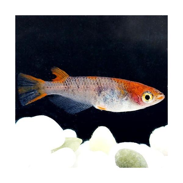 メダカ 紀州三色めだか 2匹セット 死着補償分 1匹 三色 錦 透明鱗 メダカ 淡水魚 Isequipment Cl