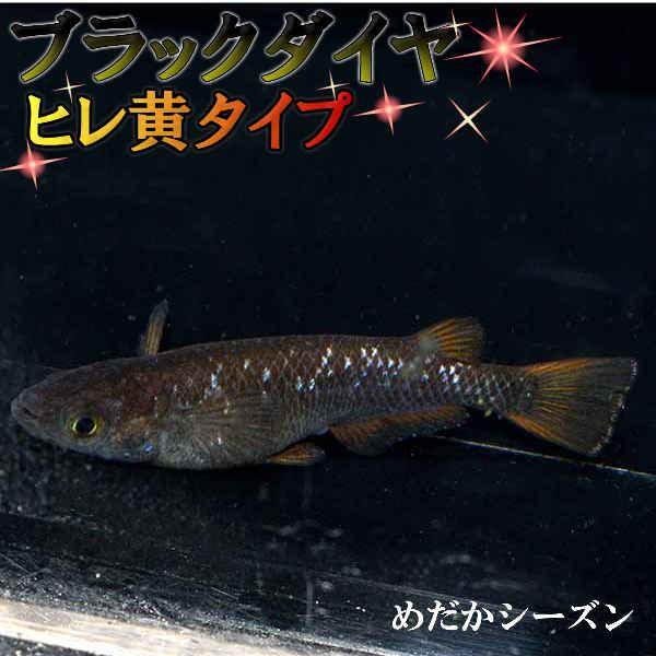 メダカ ブラックダイヤ黒黄 めだか 未選別 稚魚 Ss Sサイズ 10匹セット 黒 黄 ラメ 虹色 オロチ パンダ メダカ 淡水魚 Bkd Ss めだかシーズン 通販 Yahoo ショッピング