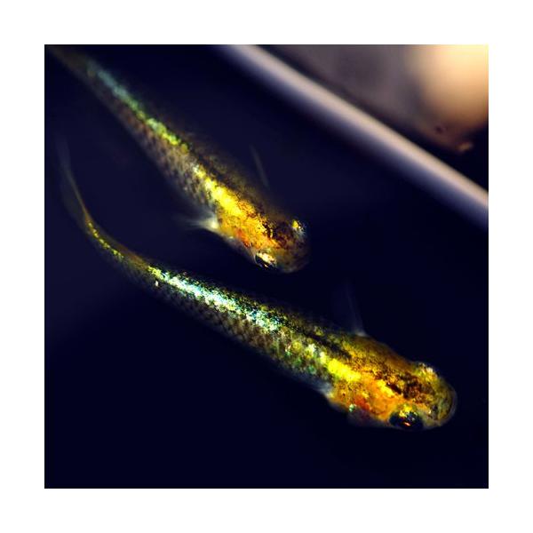 メダカ 紀州黒黄 こくおう めだか 5匹セット 黒 黄 みゆき 幹之 メダカ 淡水魚 By めだかシーズン 通販 Yahoo ショッピング