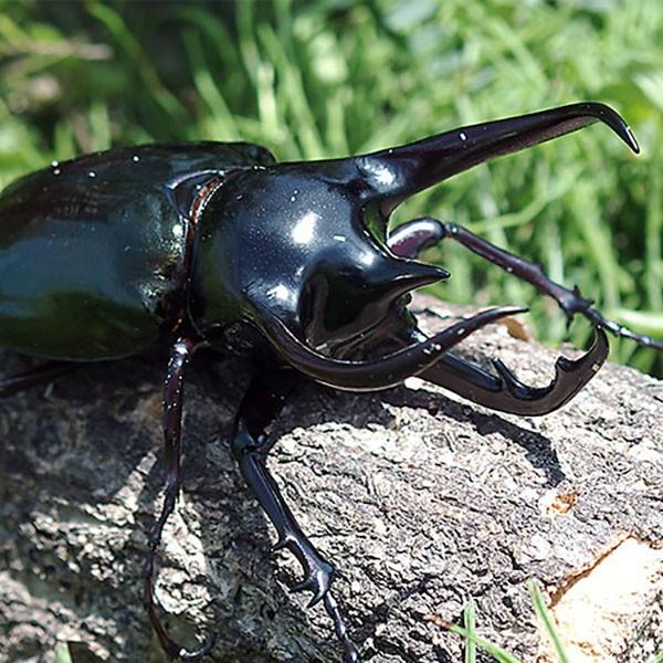 昆虫 コーカサスオオカブト 1ペア ♂105〜109mm ♀フリーmm