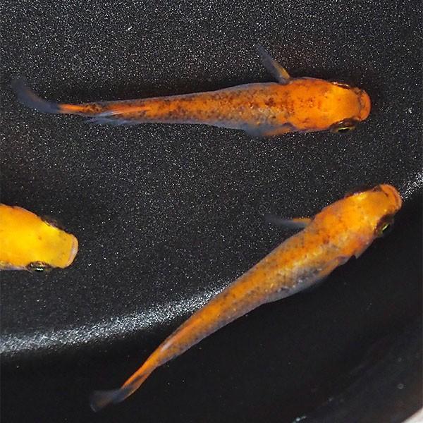メダカ 飛燕めだか 未選別 稚魚SS〜Sサイズ 5匹セット オレンジ メダカ 飛燕めだか 未選別 稚魚SS〜Sサイズ 5匹セット オレンジ