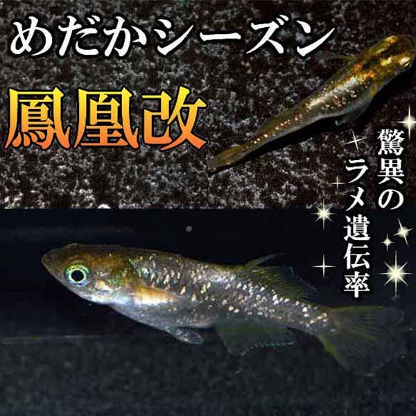 メダカ 鳳凰改 鳳凰ラメめだか 未選別 稚魚ss Sサイズ 5匹セット 金 ラメ ヒカリ ホタル メダカ 淡水魚 Hor Ss めだかシーズン 通販 Yahoo ショッピング