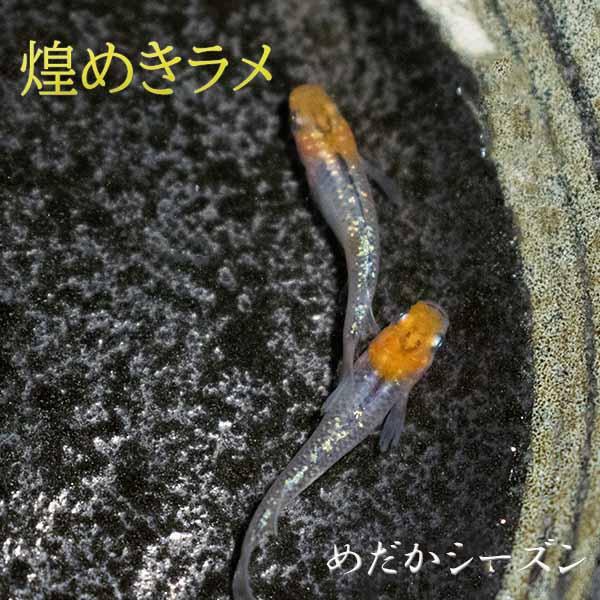 メダカ 煌ラメめだか 未選別 稚魚(SS〜Sサイズ) 10匹セット メダカ 煌ラメめだか 未選別 稚魚(SS〜Sサイズ) 10匹セット