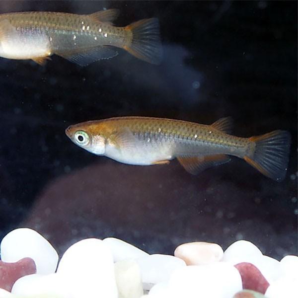 メダカ 琥珀めだか 5匹セット 茶 琥珀 メダカ 淡水魚 Ko 000005 めだかシーズン 通販 Yahoo ショッピング