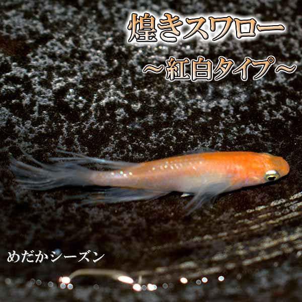 メダカ 煌松井ヒレ長スワロー 紅白タイプ めだか 未選別 稚魚(SS〜Sサイズ) 10匹セット 煌めき ラメ 紅白 ひれ長 スワロー メダカ 淡水魚 :krmk-ss-002005:めだかシーズン - 通販 - Yahoo!ショッピング メダカ 煌松井ヒレ長スワロー 紅白タイプ めだか 未選別 稚魚(SS〜Sサイズ) 10匹セット 煌めき ラメ 紅白 ひれ長 スワロー メダカ 淡水魚 :krmk-ss-002005:めだかシーズン - 通販 - Yahoo!ショッピング