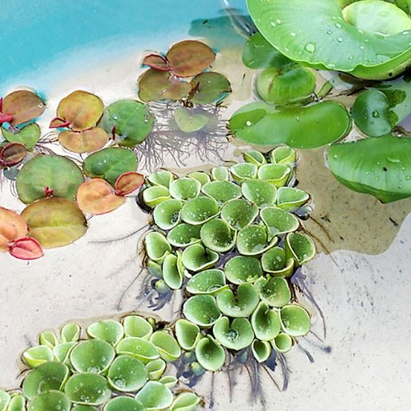 水草 サルビニア ククラータ 3株セット サンショウモ 山椒藻 水草 浮き草 鉢 メダカ アクアリウム Buyee Buyee Japanese Proxy Service Buy From Japan Bot Online