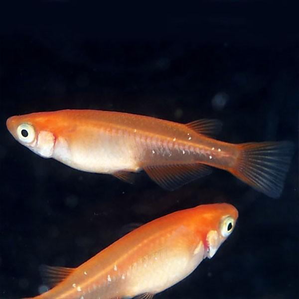 メダカ 久保楊貴妃めだか 未選別 稚魚ss Sサイズ 匹セット 赤 楊貴妃 稚魚 子供 メダカ 淡水魚 Ky Ss 0000 めだかシーズン 通販 Yahoo ショッピング