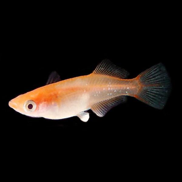 メダカ 久保楊貴妃ヒカリめだか 未選別 稚魚ss Sサイズ 30匹セット 赤 楊貴妃 稚魚 子供 メダカ 淡水魚 Kyh Ss めだかシーズン 通販 Yahoo ショッピング