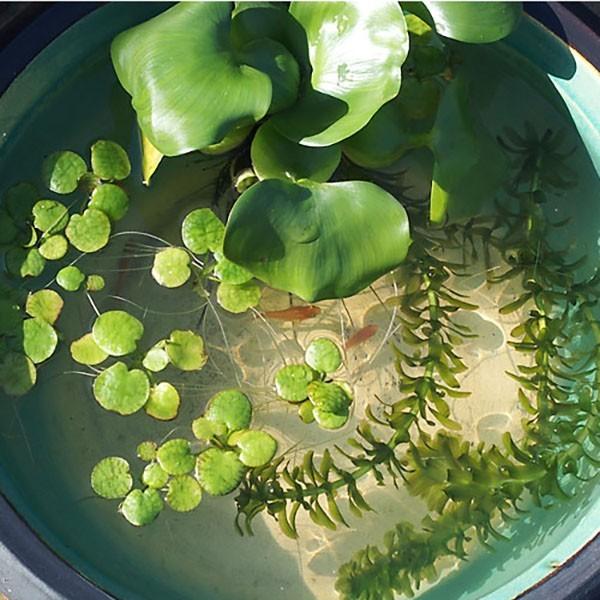 メダカ めだか紀州色彩セット 10匹セット おまけ浮き草付き ミックス 浮き草 水草 メダカ 淡水魚 Buyee Buyee Japanese Proxy Service Buy From Japan Bot Online