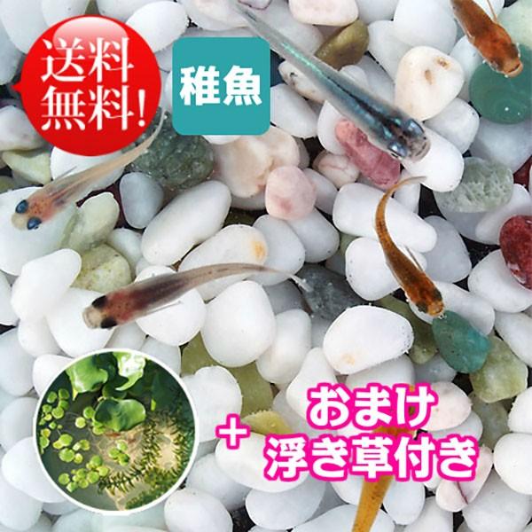 メダカ めだか おまかせシーズンミックス 未選別 稚魚SS〜Sサイズ 20匹セット + おまけ浮き草付き 送料無料(北海道、沖縄県、東北地方除く) ミックス 水草 :mix-ss-002020:めだかシーズン - 通販 - メダカ めだか おまかせシーズンミックス 未選別 稚魚SS〜Sサイズ 20匹セット + おまけ浮き草付き 送料無料(北海道、沖縄県、東北地方除く) ミックス 水草 :mix-ss-002020:めだかシーズン - 通販 -