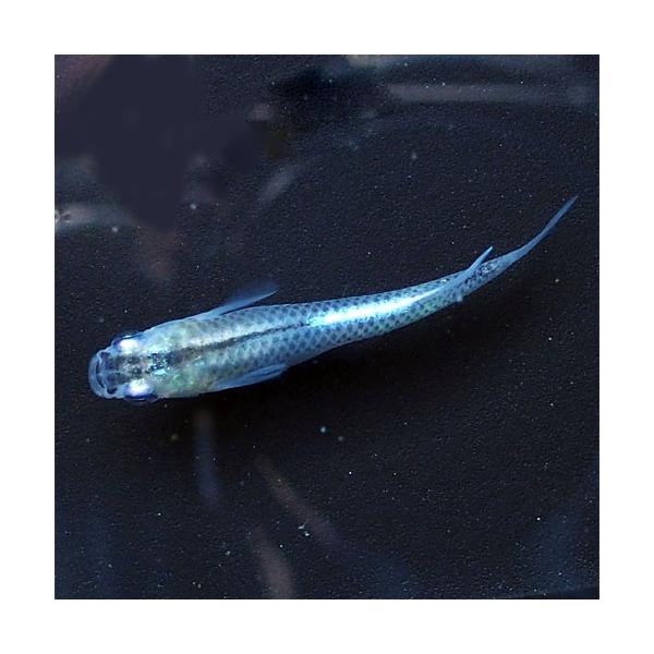 メダカ 鉄仮面系統 青みゆき 幹之 めだか 弱光 10匹セット 青 幹之 ミユキ メダカ 淡水魚 Miy めだかシーズン 通販 Yahoo ショッピング