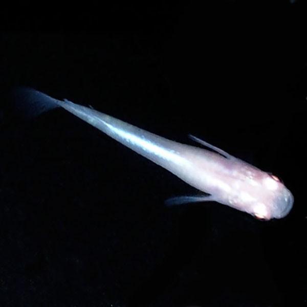 メダカ アルビノみゆき 幹之 めだか 10匹セット アルビノ 幹之 ミユキ 赤目 メダカ 淡水魚 Miy めだかシーズン 通販 Yahoo ショッピング