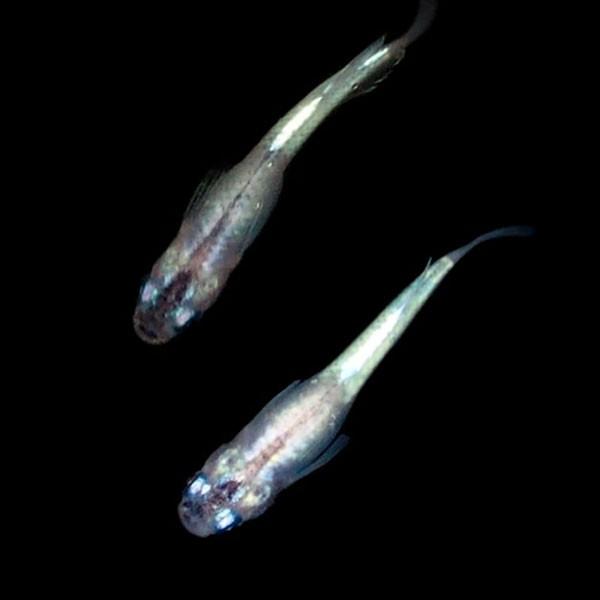 メダカ みゆき 幹之 体内光 めだか 10匹セット 幹之 ミユキ 体内光 メダカ 淡水魚 Miytai めだかシーズン 通販 Yahoo ショッピング