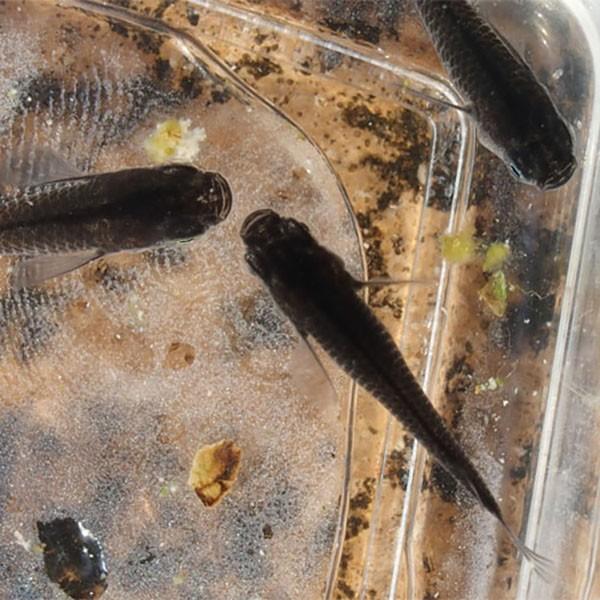 メダカ 小川ブラックめだか 未選別 稚魚ss Sサイズ 10匹セット 黒 ブラック メダカ 淡水魚 Ob Ss めだかシーズン 通販 Yahoo ショッピング