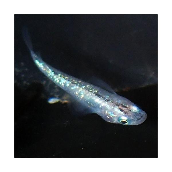 メダカ 白ブチラメ 虹色 みゆき 幹之 めだか 10匹セット 白 ぶち 斑 ラメ 虹色 幹之 ミユキ メダカ 淡水魚 Rmiy めだかシーズン 通販 Yahoo ショッピング