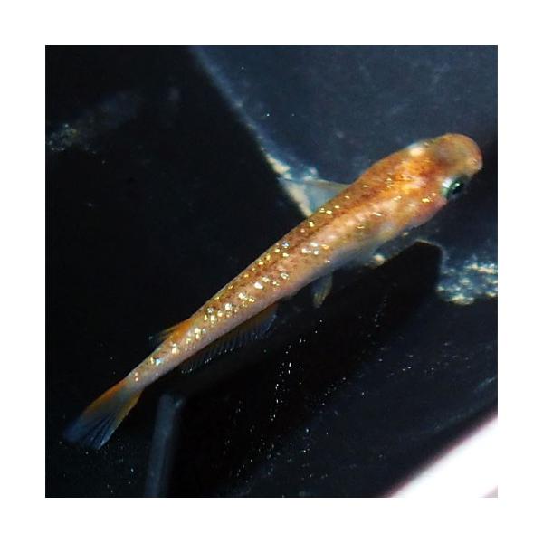 メダカ 生体 赤ぶちラメヒレ長 成魚 10匹 送料無料 F めだか めだか生体 メダカ生体 種類 水槽 卵 水草 人気 飼育 容器 40 Offの激安セール