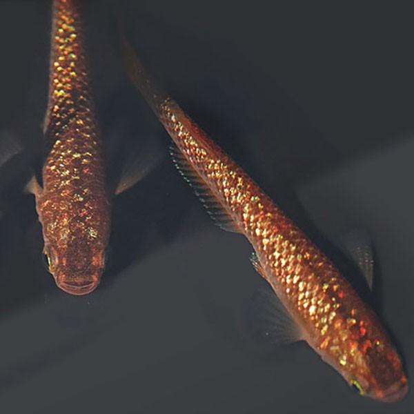 メダカ 琥珀ラメ 虹色 みゆき 幹之 めだか 未選別 稚魚ss Sサイズ 5匹セット 琥珀 ラメ 虹色 幹之 ミユキ メダカ 淡水魚 Buyee Buyee 提供一站式最全面最專業現地yahoo Japan拍賣代bid代拍代購服務 Bot Online