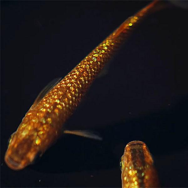 メダカ 琥珀ラメ 虹色 みゆき 幹之 めだか 未選別 稚魚ss Sサイズ 10匹セット 琥珀 ラメ 虹色 幹之 ミユキ メダカ 淡水魚 Rmiy Ss めだかシーズン 通販 Yahoo ショッピング