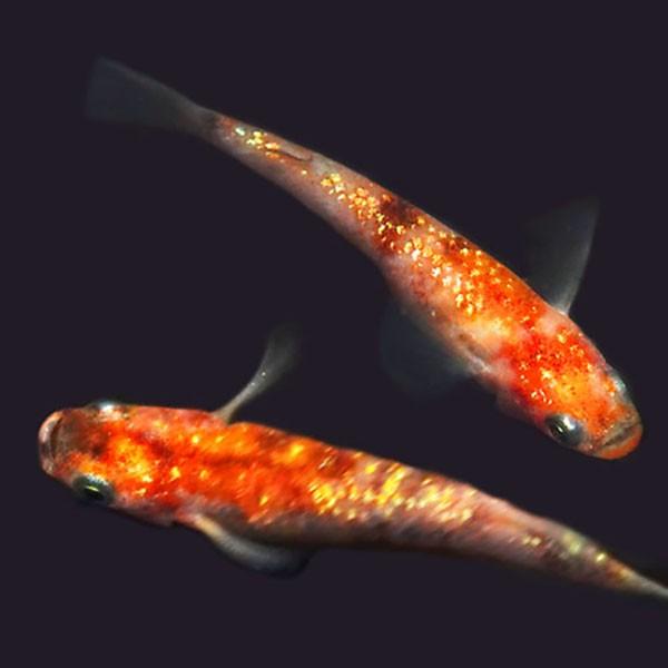 メダカ 三色ラメ 虹色 みゆき 幹之 めだか 未選別 稚魚ss Sサイズ 5匹セット 三色 ラメ 虹色 幹之 ミユキ メダカ 淡水魚 Buyee Buyee Japanese Proxy Service Buy From Japan Bot Online