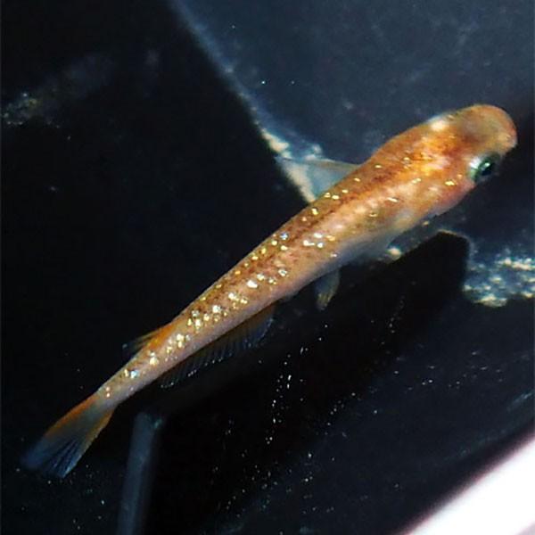 メダカ 赤ブチラメ(虹色)みゆき(幹之)めだか 未選別 稚魚SS〜Sサイズ 10匹セット 赤 ぶち 斑 ラメ 虹色 幹之 ミユキ メダカ 淡水魚 :rmiy-ss-007010:めだかシーズン - 通販 - Yahoo!ショッピング メダカ 赤ブチラメ(虹色)みゆき(幹之)めだか 未選別 稚魚SS〜Sサイズ 10匹セット 赤 ぶち 斑 ラメ 虹色 幹之 ミユキ メダカ 淡水魚 :rmiy-ss-007010:めだかシーズン - 通販 - Yahoo!ショッピング