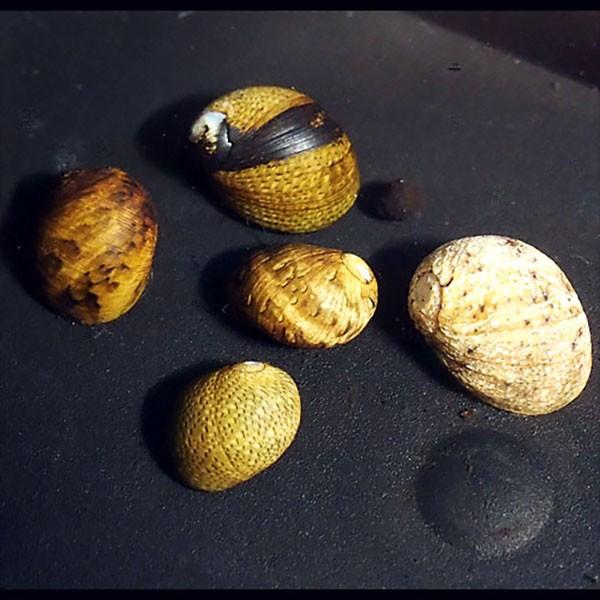 巻貝 キャラメル色 縞々貝殻 標本 水槽 アクアリウム 郷土品 アフリカ産 巻貝 キャラメル色 縞々貝殻 標本 水槽 アクアリウム 郷土品