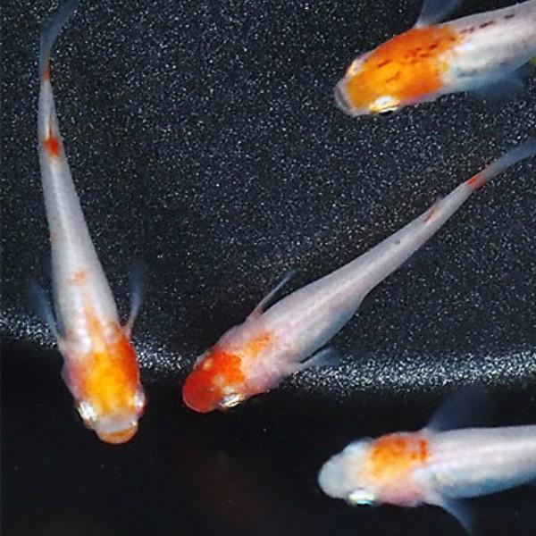 メダカ 紅白めだか 未選別 稚魚ss Sサイズ 5匹セット 紅白 更紗 丹頂 透明鱗 メダカ 淡水魚 Srs Ss めだかシーズン 通販 Yahoo ショッピング