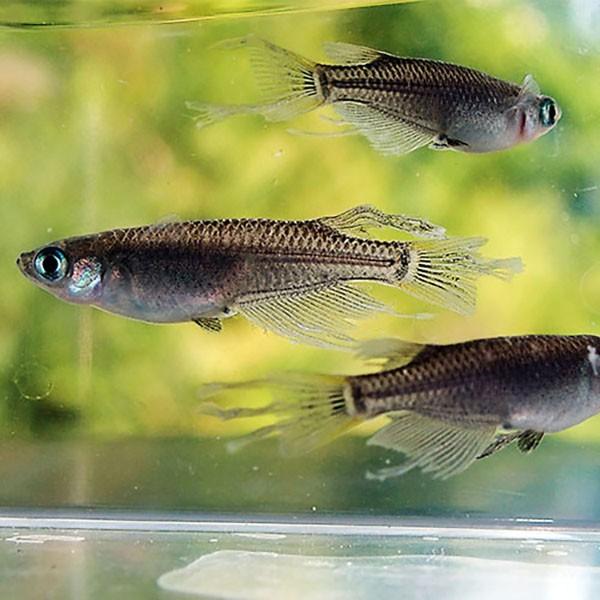 メダカ ブラックヒレ長スワローめだか 未選別 稚魚ss Sサイズ 10匹セット 黒 ひれ長 スワロー メダカ 淡水魚 Sw Ss 0010 めだかシーズン 通販 Yahoo ショッピング