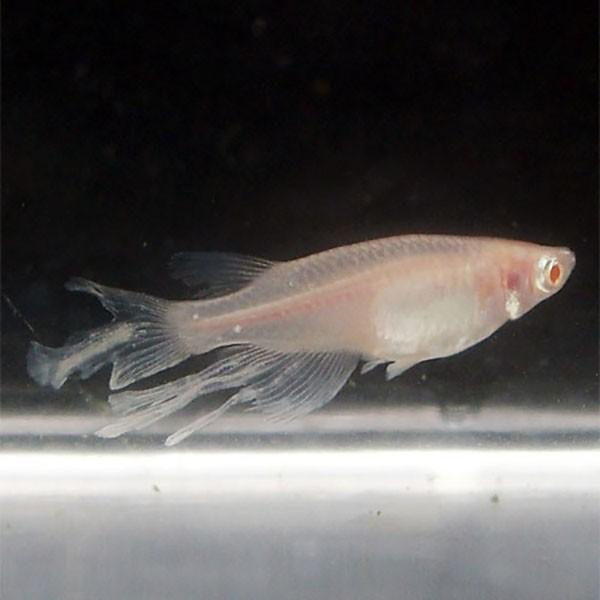 メダカ アルビノヒレ長スワローめだか 松井系 未選別 稚魚ss Sサイズ 5匹セット アルビノ ひれ長 スワロー メダカ 淡水魚 Sw Ss めだかシーズン 通販 Yahoo ショッピング