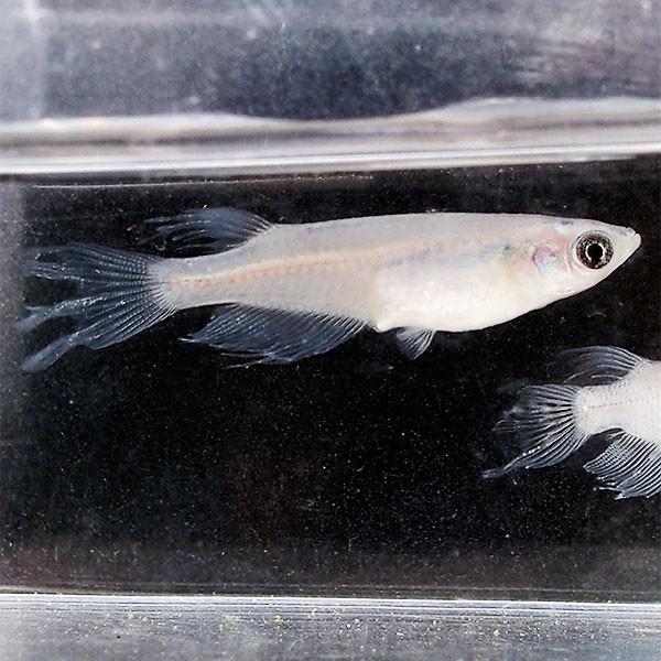 メダカ パンダヒレ長スワローめだか 未選別 稚魚ss Sサイズ 10匹セット パンダ ひれ長 スワロー メダカ 淡水魚 Sw Ss 0110 めだかシーズン 通販 Yahoo ショッピング