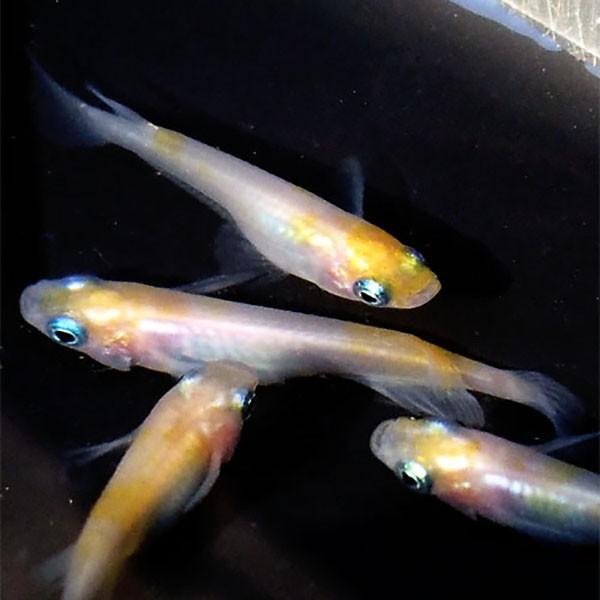 メダカ 紀州白黄 はくおう めだか 未選別 稚魚ss Sサイズ 5匹セ ット 白 黄 幹之 ミユキ メダカ 淡水魚 Wy Ss めだかシーズン 通販 Yahoo ショッピング