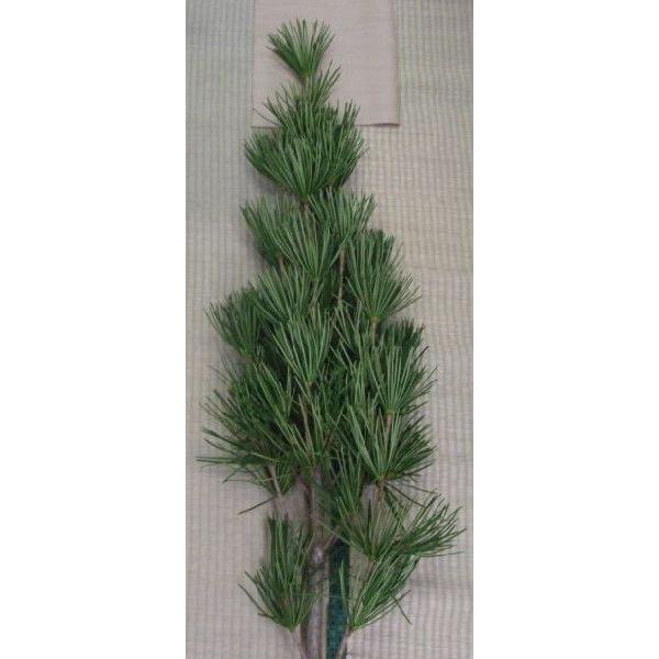 ꠁiRE}Lj@c10(M)@؉ / P@}ԂW܂