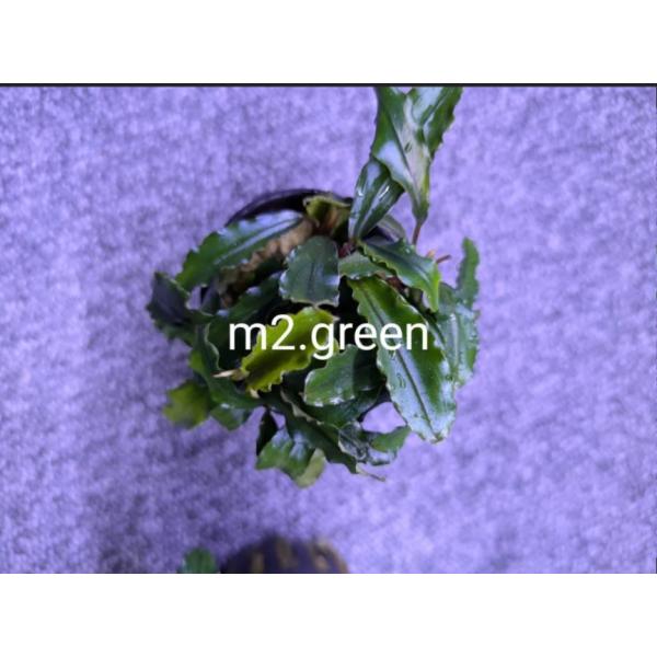 ブセファランドラsp.アルテミス　1POT※こちらの商品はPOT発送になります。※水中葉・水上葉はお選びいただけません。※1POT＝1株目安です。※在庫の中からランダムで選定し発送いたします。※掲載画像はイメージ画像です。※表示価格は【1P...