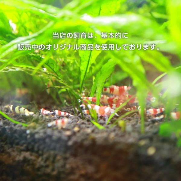お得 初心者ok 繁殖成功者続出 レッドビーシュリンプ M87飼育セット 30cmキューブ水槽用 Buyee Buyee 日本の通販商品 オークションの代理入札 代理購入
