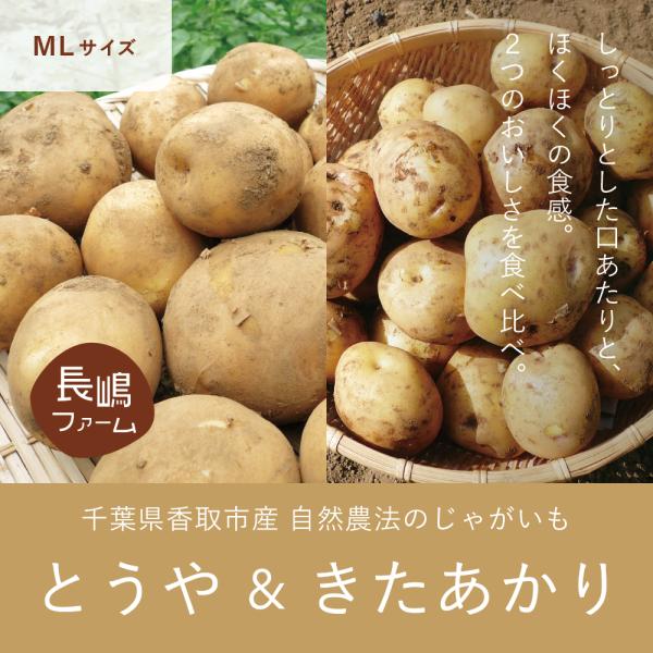 5月〜6月予約 とうや & きたあかり 5kg （MLサイズ） : 花悠 豚肉専門