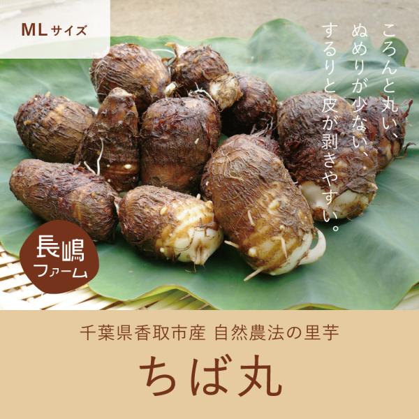 千葉県産 里芋 ちば丸 5kg Lmサイズ Ng03 01 花悠 豚肉専門店 マームピッグ 通販 Yahoo ショッピング