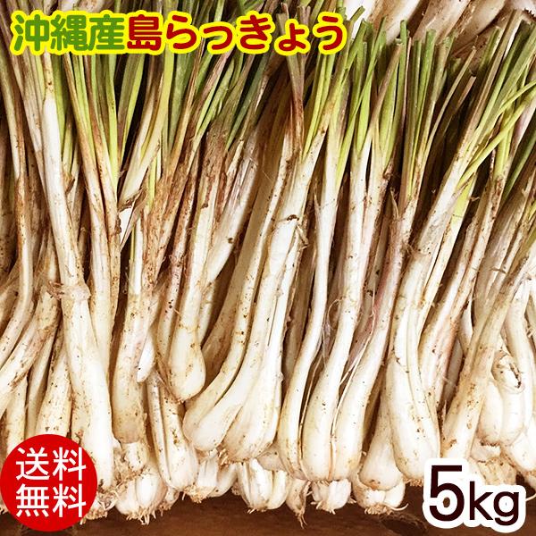 沖縄県産♪島らっきょう5㎏② 沖縄県産 島らっきょう 5kg （500gx10束）