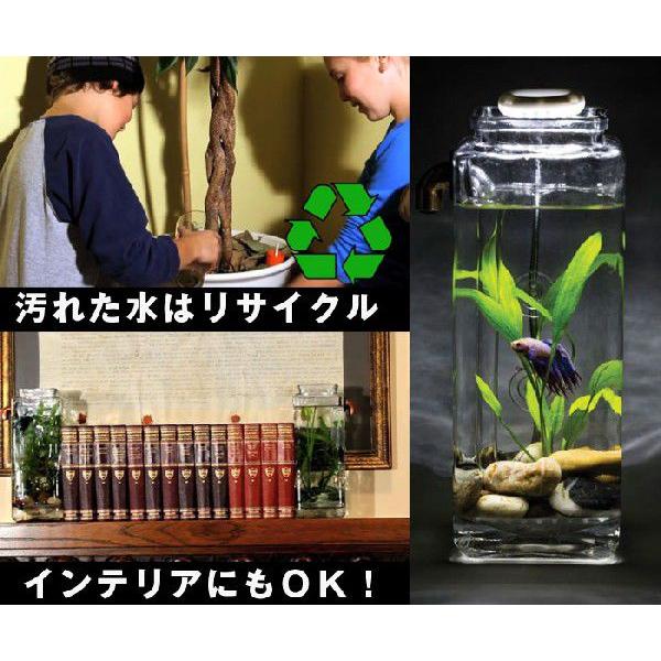 Nocleanaquariums ノークリーンアクアリウムス 1回の水換えにかかる時間は約60秒 ボトル アクアリウム 水槽 Buyee Buyee Japanese Proxy Service Buy From Japan Bot Online
