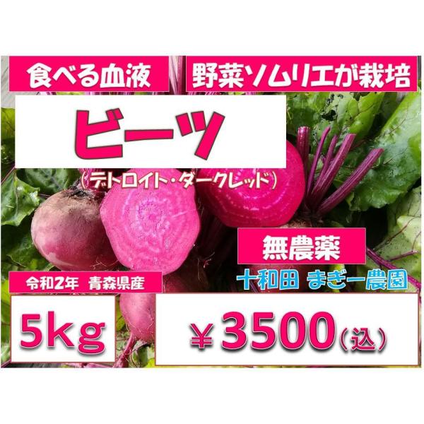 西洋野菜 ビーツ ５ｋg 無農薬野菜 野菜ソムリエが栽培 ふぞろい 令和2年産 青森産 テーブルビート 農園直送 001 十和田まぎー農園 通販 Yahoo ショッピング