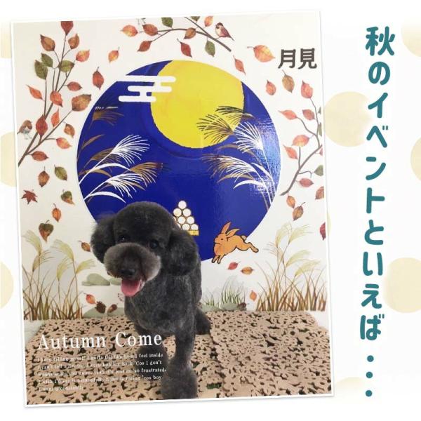 �E�H�[���X�e�b�J�[ �\�ܖ� ������ �H �g�t �y�������t�H�g�u�[�X�Z�b�g�z �͂����� �� �V�[�� �X�e�b�J�[ �ǎ� �傫�� ���� ����� �󒍈�� ���i�摜1
