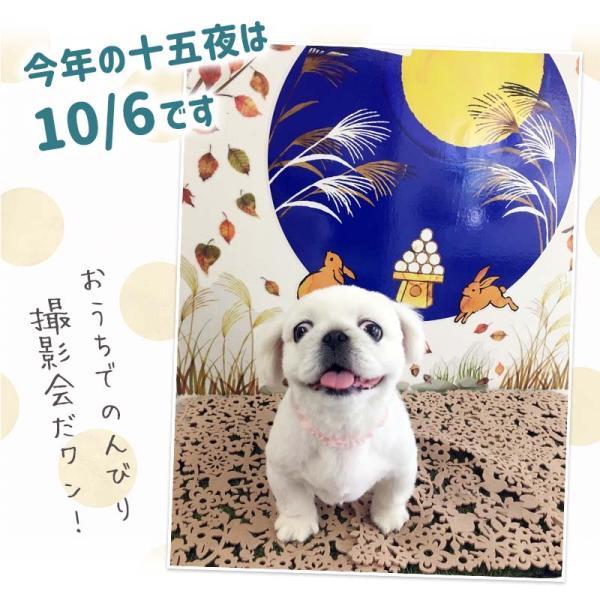 �E�H�[���X�e�b�J�[ �\�ܖ� ������ �H �g�t �y�������t�H�g�u�[�X�Z�b�g�z �͂����� �� �V�[�� �X�e�b�J�[ �ǎ� �傫�� ���� ����� �󒍈�� ���i�摜4