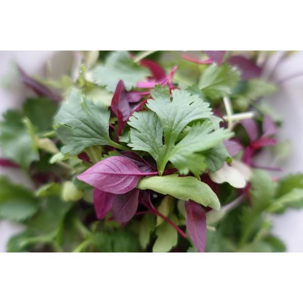 一流レストランのサラダミックス マイクロリーフ一流レストラン御用達 サラダミックス 定番 マジカルリーフ 代購幫