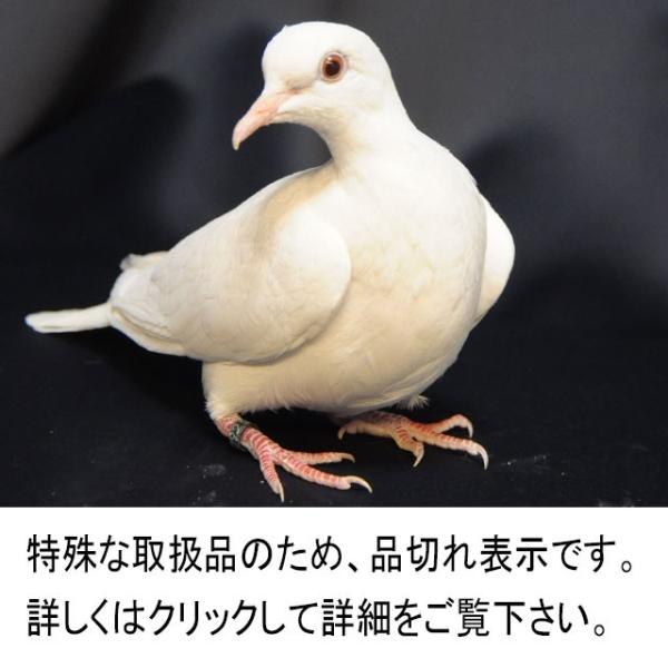 Z0810 手品用鳩マジック 手品 Buyee Buyee 提供一站式最全面最專業現地yahoo Japan拍賣代bid代拍代購服務bot Online